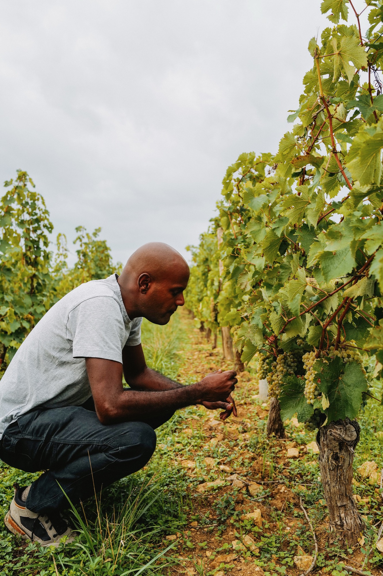 Pascal in the vineyard